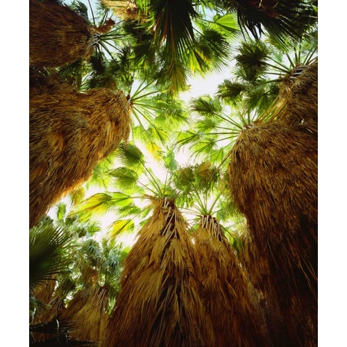 California, Anza-Borrego Desert Fan Palm trees